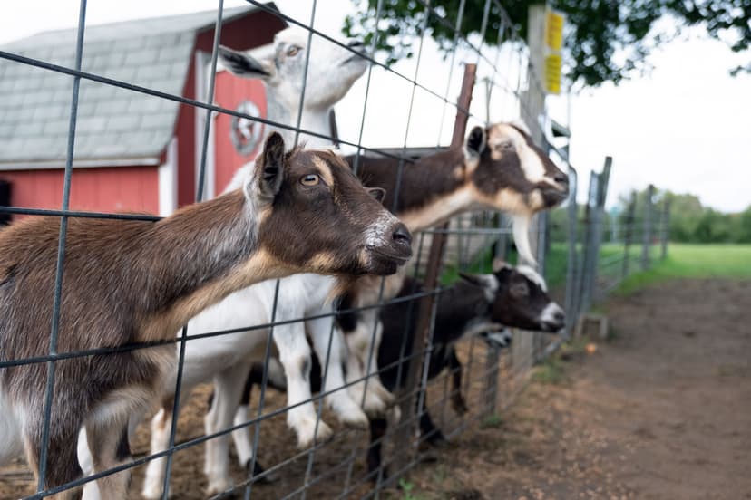 a goat fence holding page a herd of goats