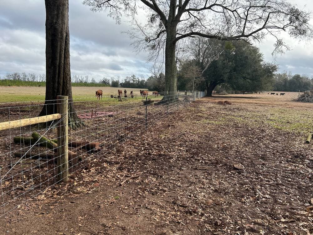 Horses inside fence