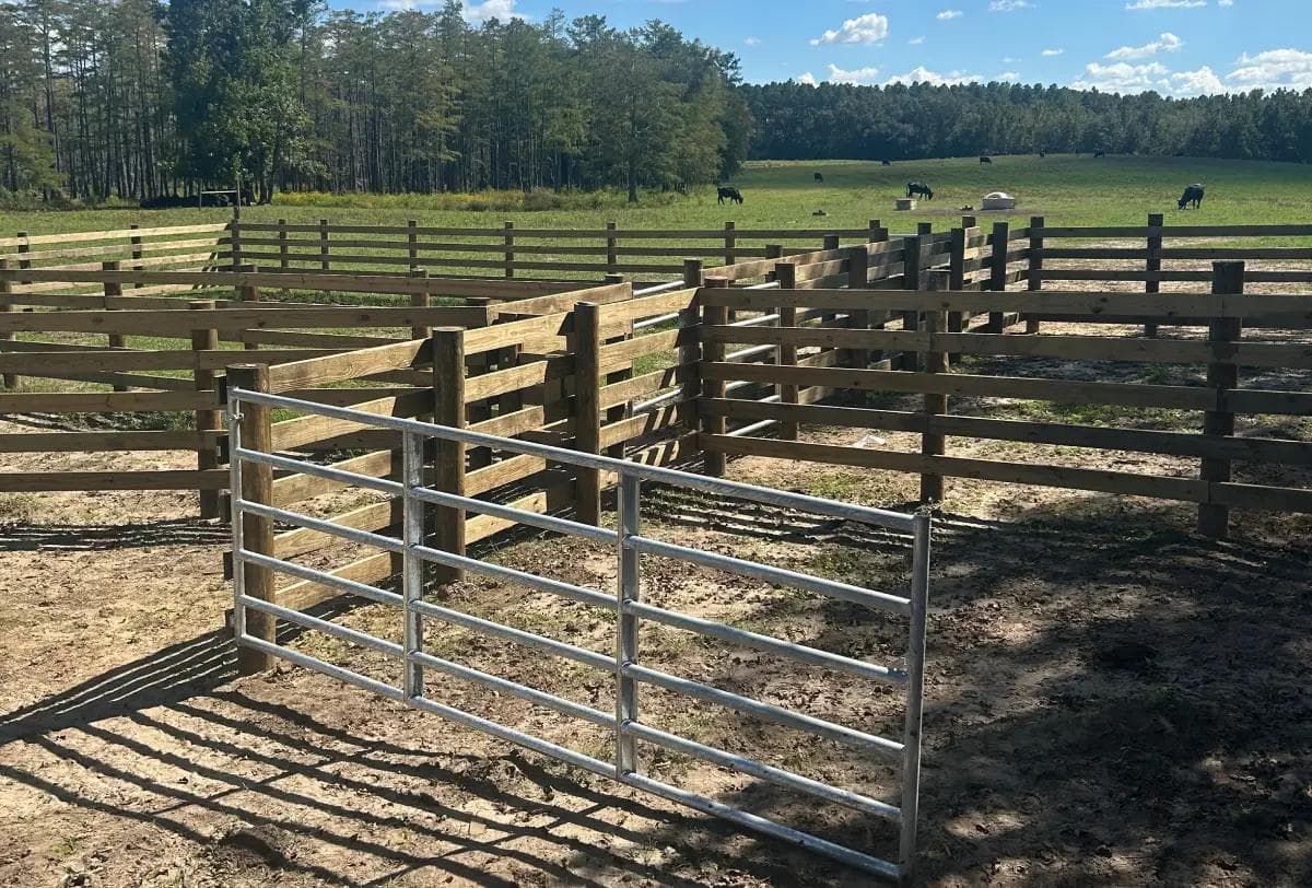 Completed livestock corral and sorting alley – Bomann Fencing Completed livestock fence installation with corral pens, central sorting alley, and a galvanized tube gate; cattle grazing in a pasture with tree line under a blue sky in Florida.