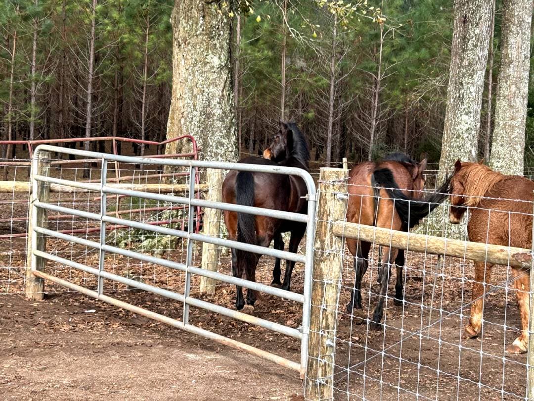 3 Horses and Farm Fence