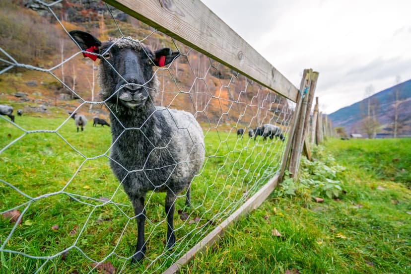 4x4 woven wire sheep fence