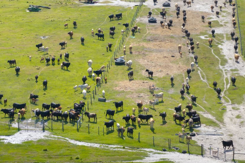 Livestock fencing containing a herd of cattle