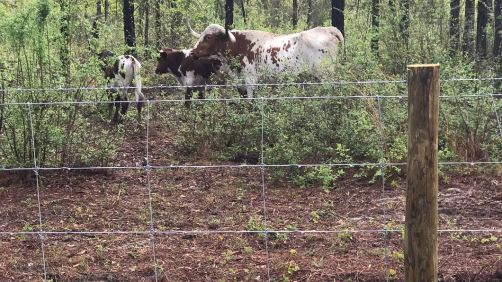 agricultural fence in bonifay with cattle